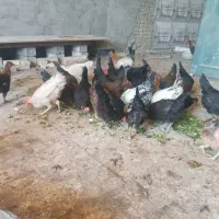 مرغ عربی|حیوانات مزرعه|اهواز, کارون|دیوار
