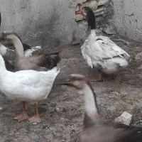 فروش ۶غاز
