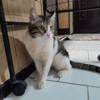 گربه واگذاری