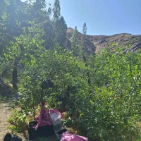 زمین - باغ|فروش زمین و ملک کلنگی|گلمکان, |دیوار