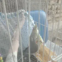 عروس هلندی سالم وسرحال