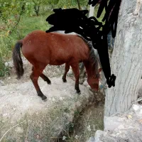اسب  یورقه