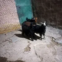 بیگ|حیوانات مزرعه|شوشتر, |دیوار