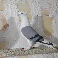 سوز هفتی