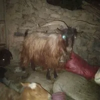 نربز|حیوانات مزرعه|چناران, |دیوار
