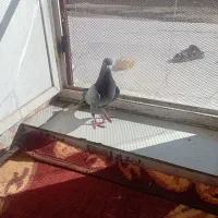 نر سبز|پرنده|نیمروز, |دیوار