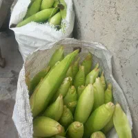 شیربلال خوشمزه