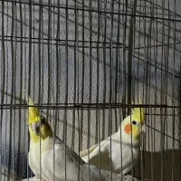 عروس هلندی|پرنده|آمل, |دیوار