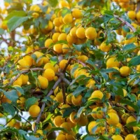 خرید نهال با کیفیت و تضمین شده|خدمات باغبانی و درختکاری|شبستر, |دیوار