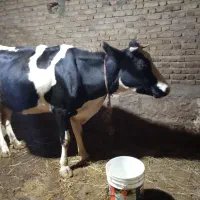 گاو