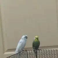 مرغ عشق اهلی