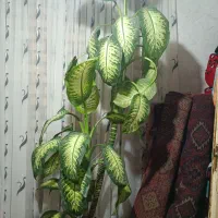 گل آپارتمانی