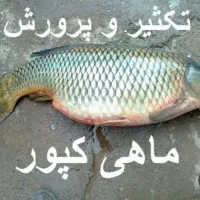 ماهی کپور