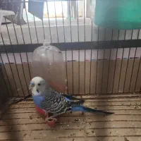 مرغ عشق گم شده