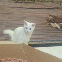 گربه خانگی بامزه|گربه|تنکابن, |دیوار