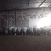 سلام بره سفید چاق|حیوانات مزرعه|سنگان, |دیوار