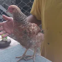 جوجه مرغ
