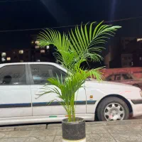 نخل اریکا|گل و گیاه طبیعی|کرج, گلشهر|دیوار