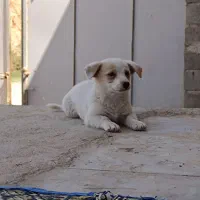 پاکوتا|سگ|میاندوآب, |دیوار