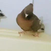 چندجفت کبوتر رنگ|پرنده|اراک, |دیوار