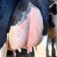 فروش گاو شیری هلشتاین اصیل|حیوانات مزرعه|خرمدره, |دیوار