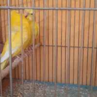 مرغ عشق پروانه ای|پرنده|فولادشهر, مسکن مهر فولادشهر|دیوار