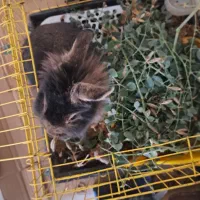 خرگوش لوپ اصل بازی گوش