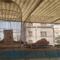دو عدد قفس پرنده