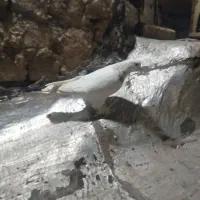 کفتر نر|پرنده|قم, چهار مردان|دیوار