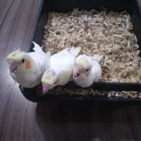 جوجه عروس