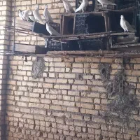 کبوتر خوب