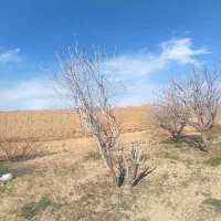 فروش باغ کوچک|فروش خانه و ویلا|امیرآباد, |دیوار