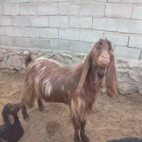 بز نر اصل پاکستانی دو ساله بهترین نژاد واسه تخمی|حیوانات مزرعه|تبریز, |دیوار
