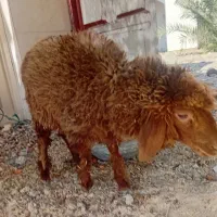 بره نر سالم و سرحال|حیوانات مزرعه|هندیجان, |دیوار