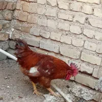 خروس