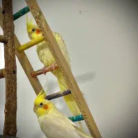 جفت عروس هلندی گتوند