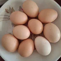 تخم‌مرغ محلی تازه ..