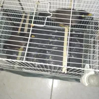 مرغ مینا