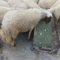 دو عدد کاور ورن اصل سنجابی