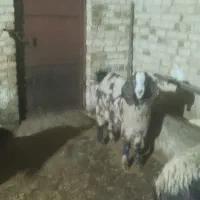 بزو کیسکه ماده|حیوانات مزرعه|دهگلان, |دیوار