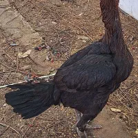 مرغ وخروس لاری اصیل|حیوانات مزرعه|بندرعباس, |دیوار