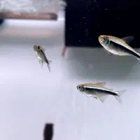 ماهی تترا بلک نئون