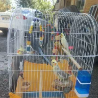 عروس هلندی نر و ماده