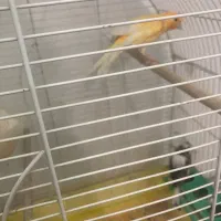 قناری نرو ماده با دوتا تخم