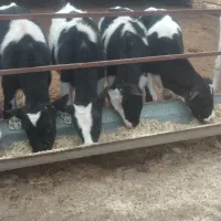 هلشتاین گوساله|حیوانات مزرعه|بوئین زهرا, |دیوار