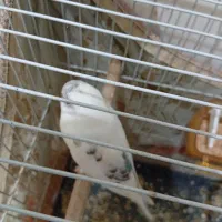 مرغ عشق جوجه