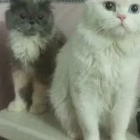 گربه پرشین و اسکاتبش