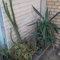 گل وکاکتوس|گل و گیاه طبیعی|فسا, |دیوار