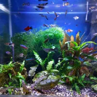 آکواریوم گیاهی