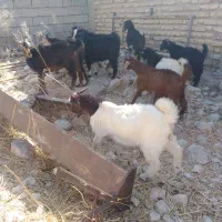 کهره نر